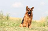 BERGER ALLEMAND 772